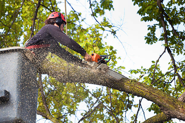 Dead Tree Removal in Welcome, SC